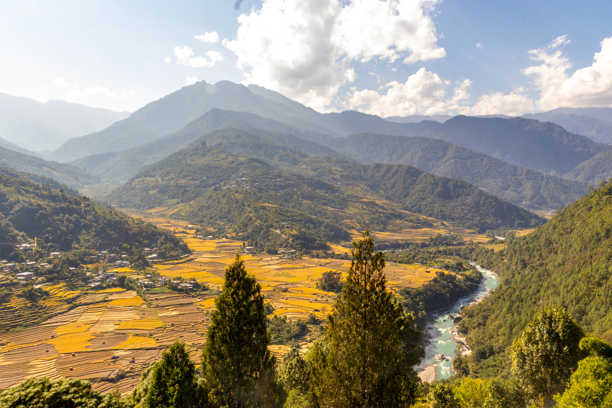 Red rice field in Serigang Punakha Bhupen-Ghimiray